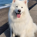 Yuki H.